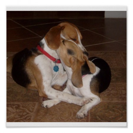 Amor perruno 1-1-14